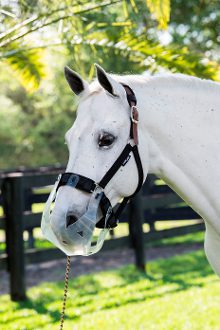 a white horse wearing a Flexible Filly – Slow Feeding Grazing Muzzle
