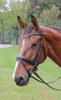 A brown horse wearing the Veritas Raised Dressage Snaffle Bridle.