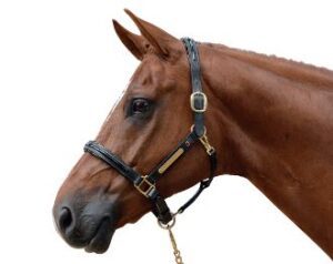 bay horse head in black padded leather halter