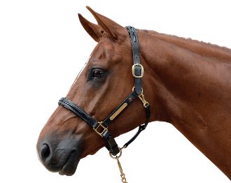 a horse wearing an Albion Calf Padded Leather Halter