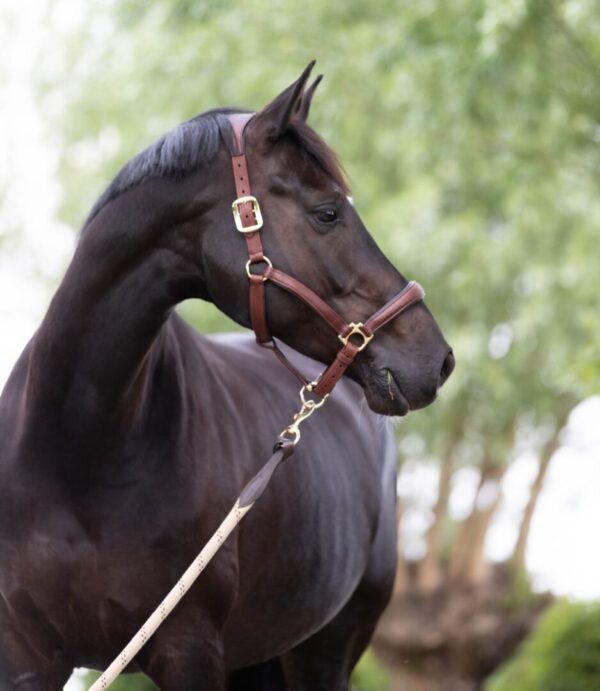 A black horse with a LeMieux Anatomic Leather Headcollar standing in a field.