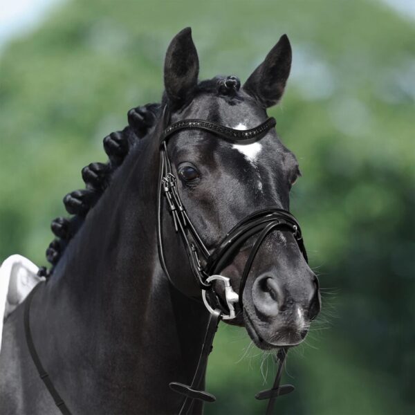 A black horse wearing a Passier Apollo Snaffle Bridle - SALE!.