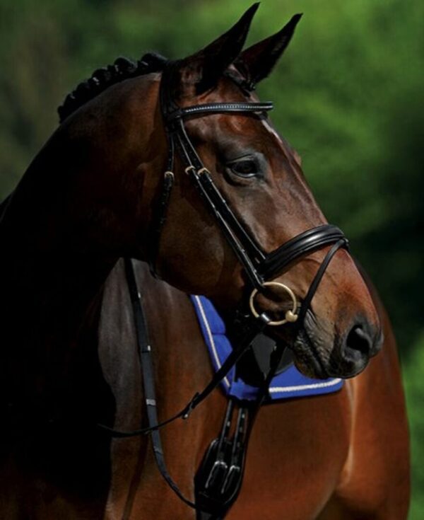 A brown horse wearing a Passier Fortuna Bridle - SALE!.