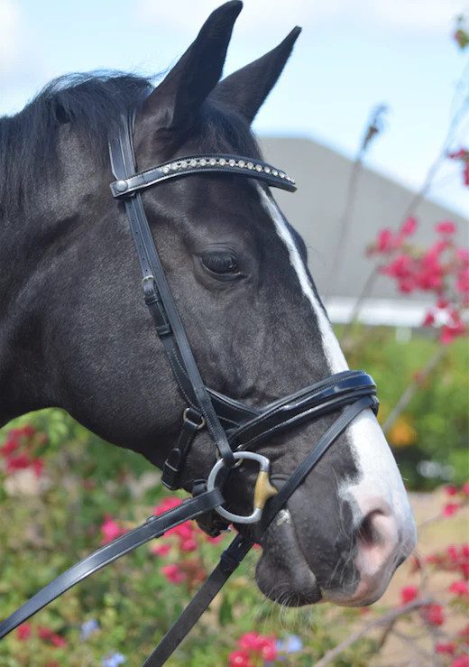 Snaffle Bridle Tota comfort system