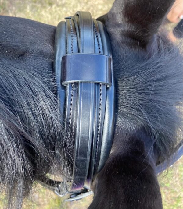 A black horse wearing a Tota Comfort System Cayman Snaffle Bridle with Removable Flash.