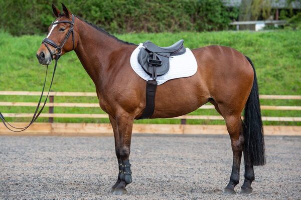 A brown horse standing with a Kent & Masters Competition Series Dual-Flap Jump saddle.