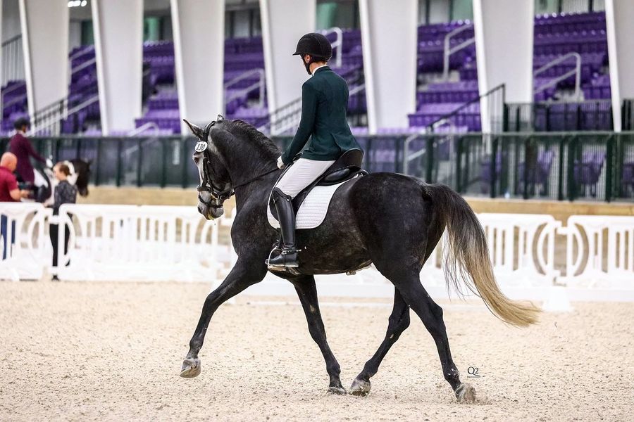 Tota Comfort System Freedom PRO 2 Dressage Saddle — The Dressage Connection