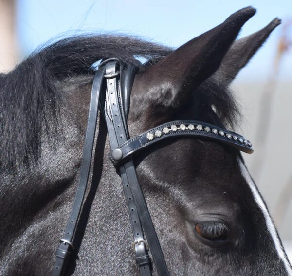 A close up of a black horse wearing a Tota Nassau Snaffle Bridle - Standard.