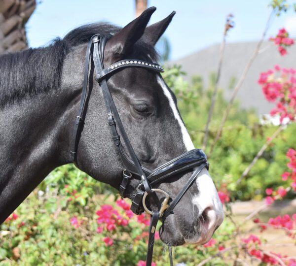 A black and white horse wearing a Tota Nassau Snaffle Bridle - Standard.