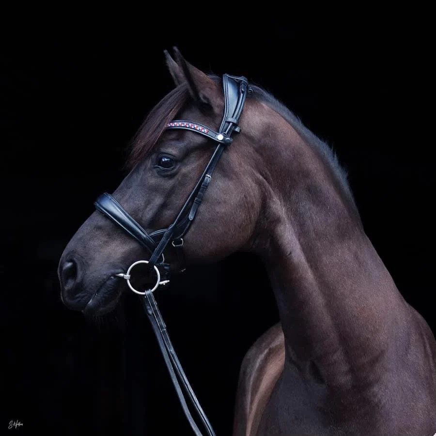 A close up of a brown horse wearing a Tota / Andros "Build a Bridle" Snaffle.