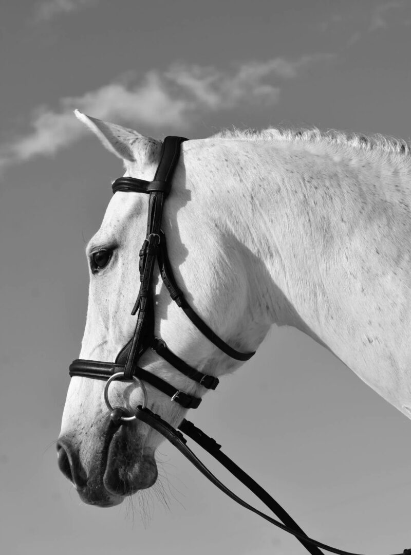 A black and white photo of a horse with a Tota Comfort System Freeport Snaffle Bridle.